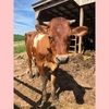 cowlover17